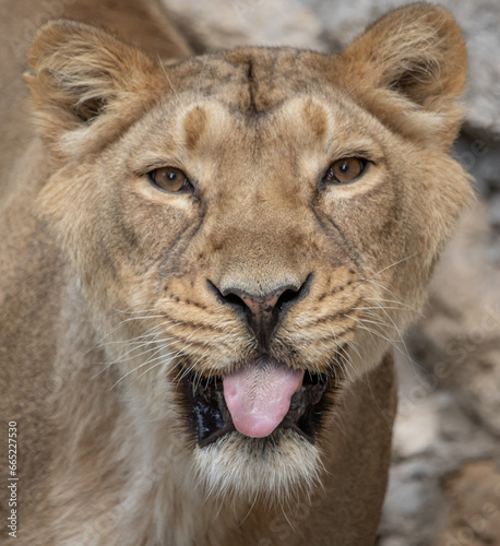 Leo shows his tongue. Express disdain and contempt. Tell jokes. Tease. Cause outrage. Attract attention to yourself