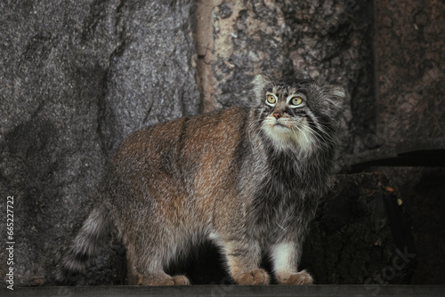 Beautiful Manul cat in the shadow of his den. Manul in zoo during the lunch time. Amazing wild cat. Otocolobus manul.