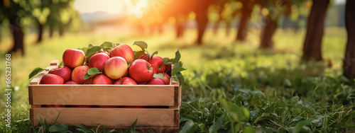 Wooden box full of red apples in the grass with orchards as background with copy space