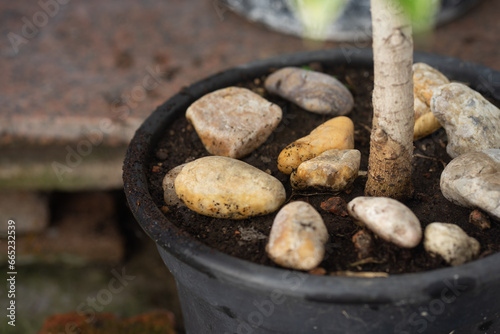 A Few Stones in the Soil of a Potted Plant with Copyspace