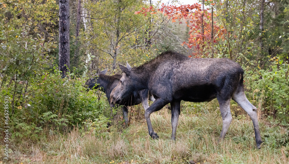 Fototapeta premium Moose, Alces Alces Northern Ontario's Serene Beauty: Moose Cow and Calf Grazing in Northern Ontario Park In Canada. Canadian Wildlife Photography. 