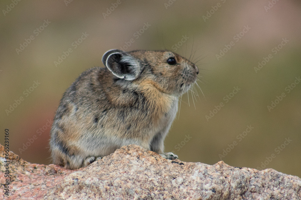 American pika