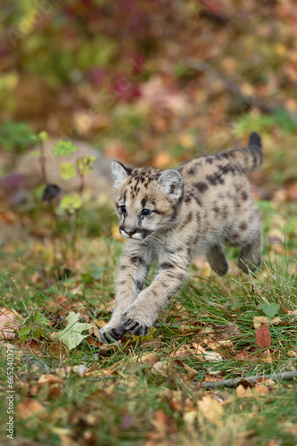 Cougar Kitten (Puma concolor) Jumps Forward Autumn © hkuchera