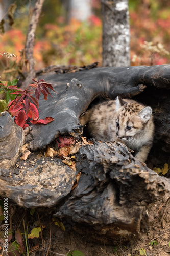 Cougar Kitten (Puma concolor) Turns to Look Left Inside Log Autumn