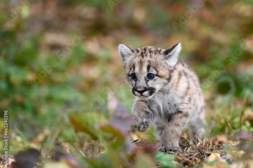 Cougar Kitten (Puma concolor) Runs Along Ground Autumn © hkuchera