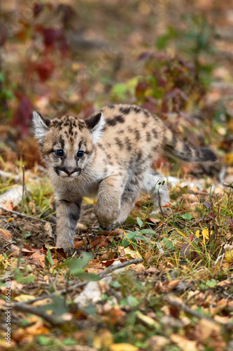Cougar Kitten (Puma concolor) Makes Turn on Forest Floor Autumn © hkuchera