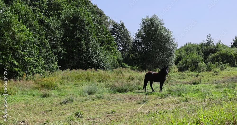 a domestic horse grazing in the summer, grazing a horse in a clearing with green grass near the forest a domestic horse grazing in the summer, grazing a horse in a clearing with green grass near the forest