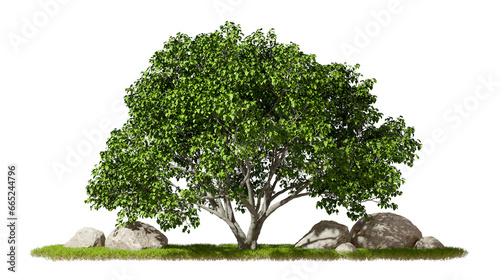 Canvas Print Green tree forest standing growth on grass meadow scene transparent background 3