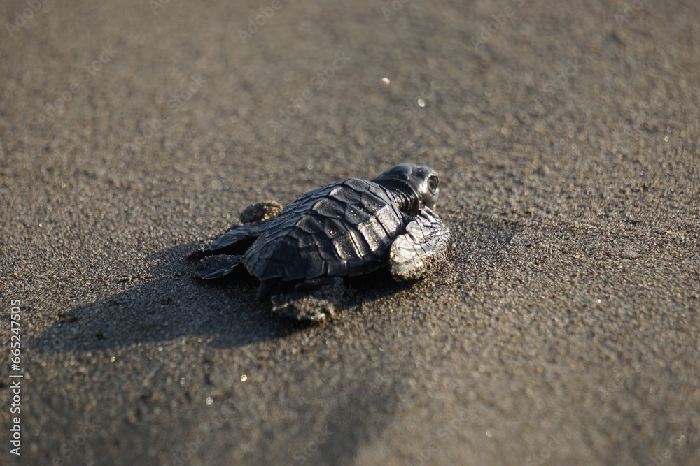 Baby turtle walking on the beach