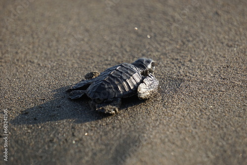 Baby turtle walking on the beach © Mang Kelin