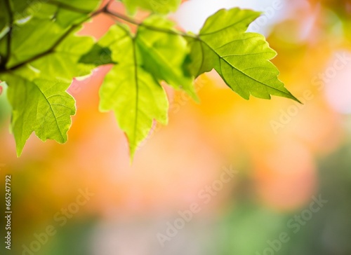 Leaf nature bokeh, leaf photo bokeh effect, leaf blur effect, nature, leaf, bokeh, blur, effect