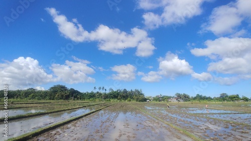 Farmers are planting rice in the rice field