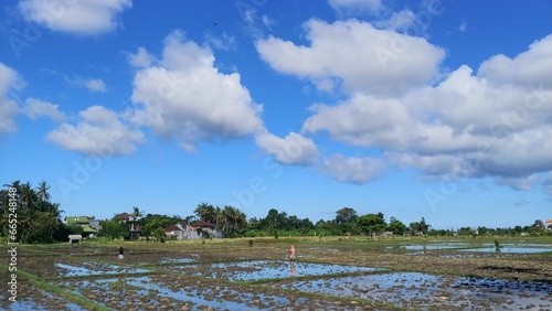 Farmers are planting rice in the rice field