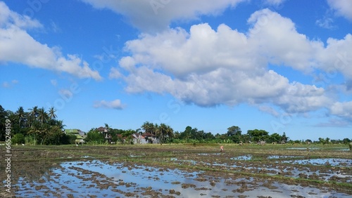Farmers are planting rice in the rice field