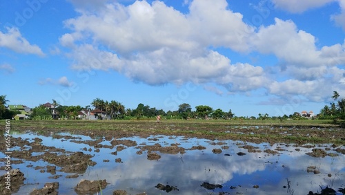 Farmers are planting rice in the rice field