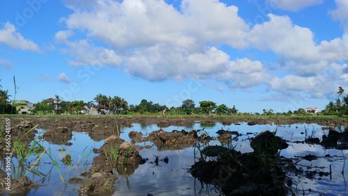 Farmers are planting rice in the rice field