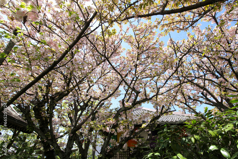 Fototapeta premium 雨宝院境内に咲く桜の花