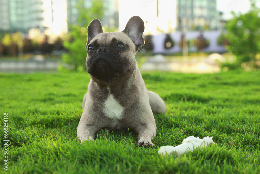 Cute French bulldog and bone treat on green grass outdoors. Lovely pet