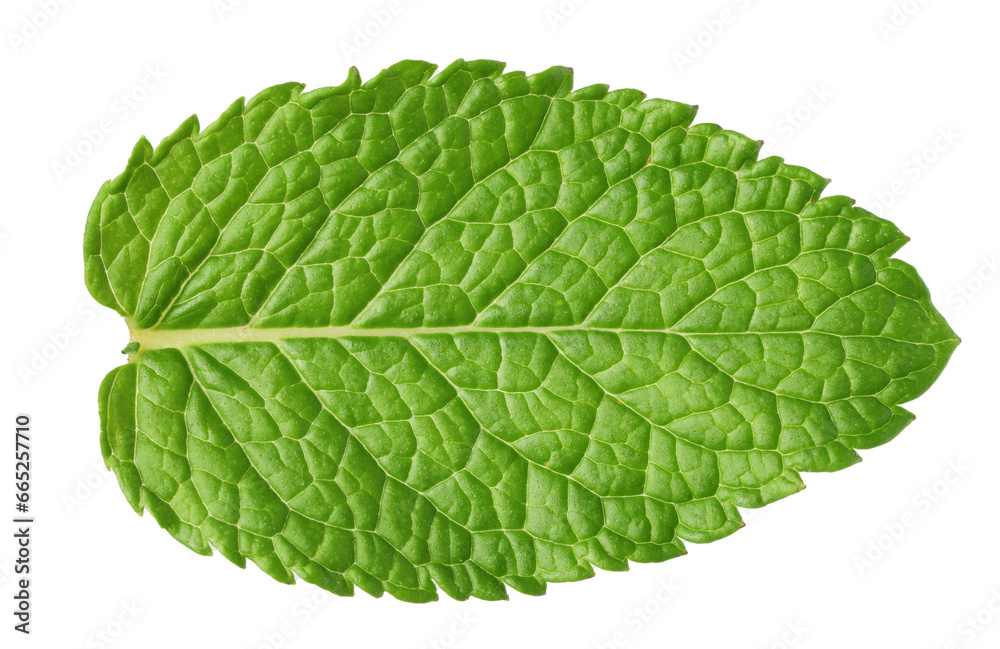 Fresh green mint leaf isolated on white, top view Fresh green mint leaf isolated on white, top view