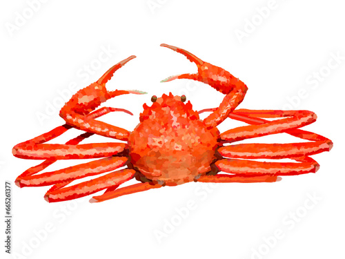 ズワイガニ（一杯）