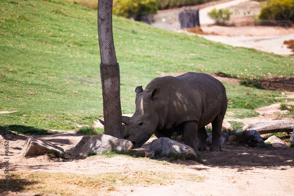 Obraz premium rhino grazes in the shade under a tree