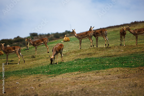 herd of impala graze on a hill
