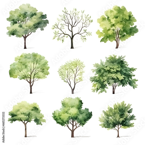 Various trees isolated on a white background 