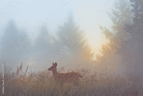 a young deer in a scenic misty field with morning light background behind the fawn with soft focus 