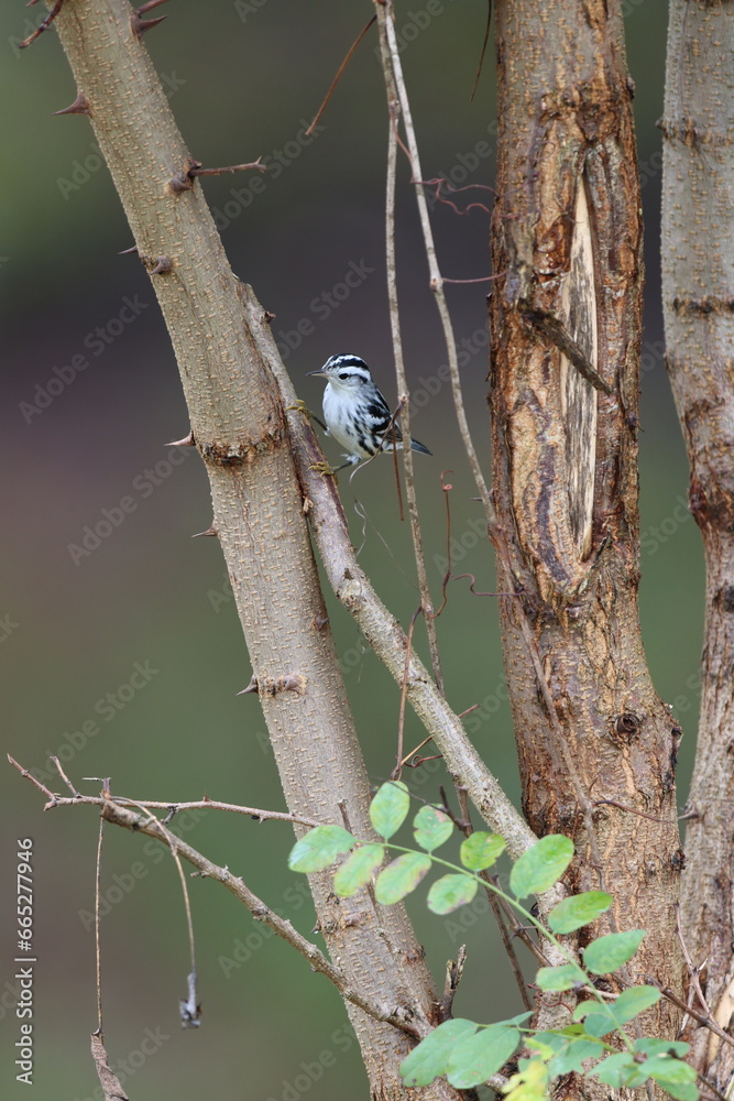 A black and white warbler on a tree A black and white warbler on a tree