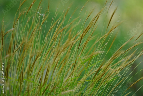 Heteropogon contortus (black speargrass, tanglehead, steekgras, pili) grass in nature