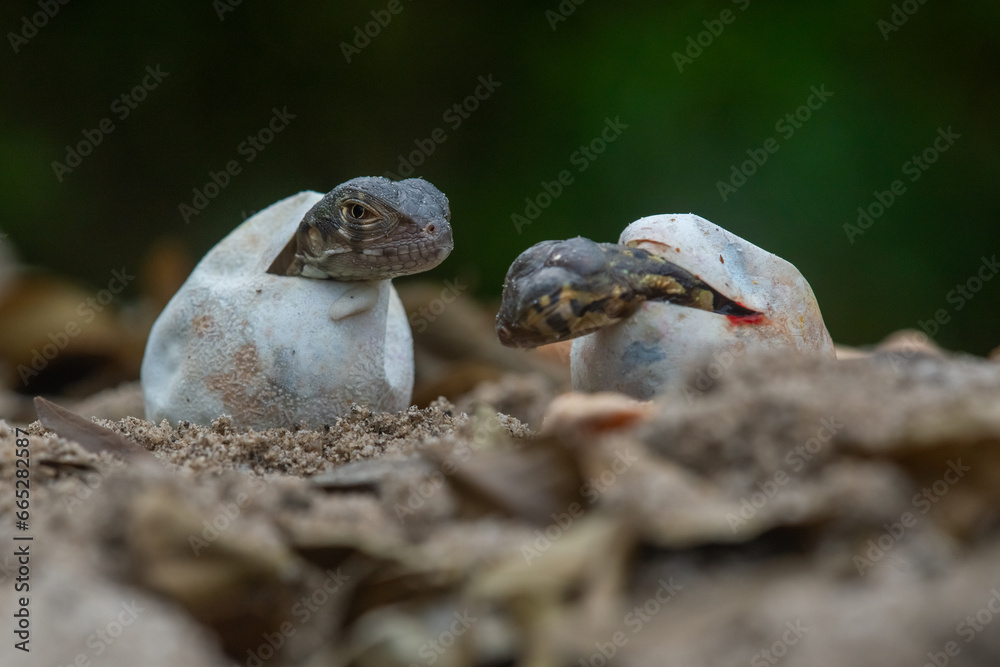 Obraz premium Baby red iguana hatching from egg on pile of sand with bokeh background