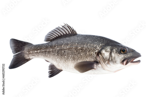 Seabass isolated on transparent background,transparency 