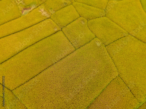  rice paddy field terraces at Sapan Bo Kluea Nan Thailand,