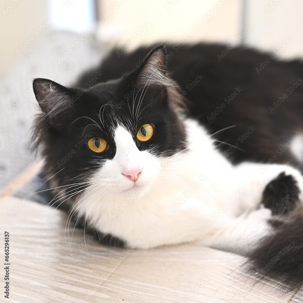 A lazy tuxedo cat A lazy tuxedo cat