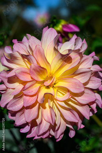 Closeup of a pastel pink and yellow dahlia with curly petals blooming in a sunny fall garden 