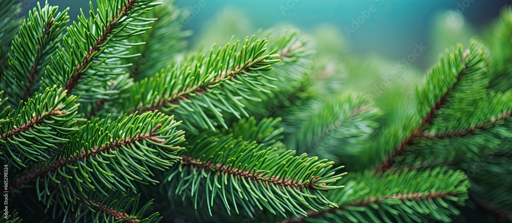 Christmas tree branches on a natural background.