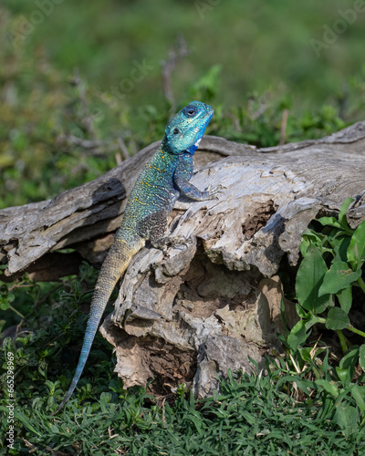 Fotografia Blue-headed Tree Agama, Masai Mara, Kenya