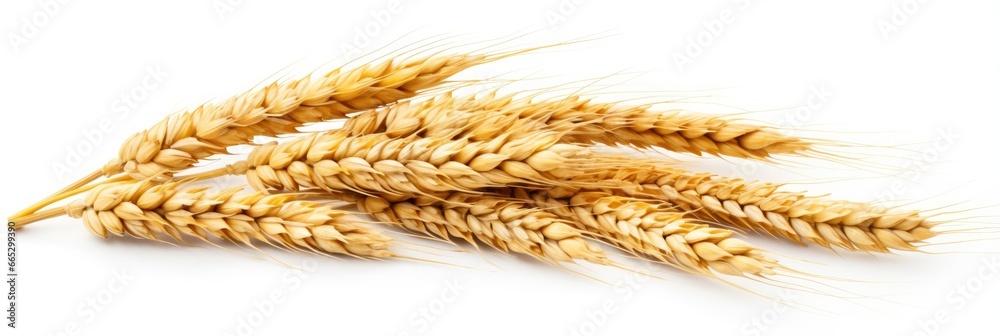Wheat ears isolated on white background. Wheat ears isolated on white background.