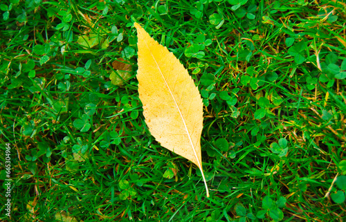 A yellow leaf stands out against the vibrant green grass, indicating the arrival of the autumn season.
 (ID: 665304964)