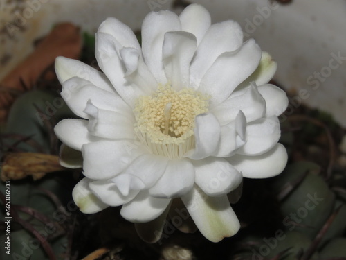 Cactus (Coroa de frade) flowering in Brazil photo