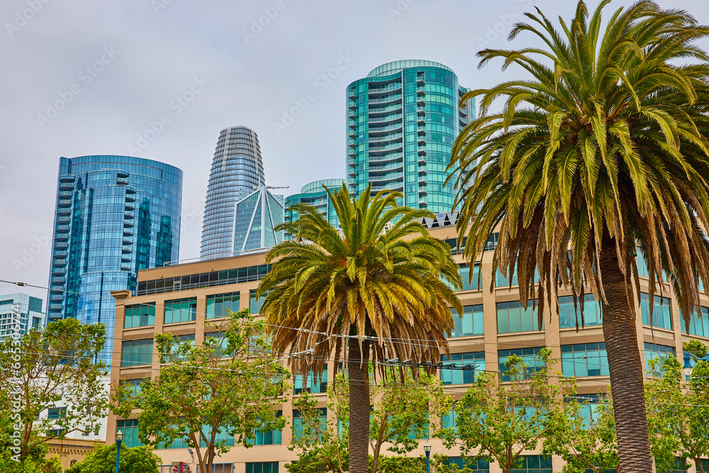 Palm trees framing in electric wires for bus transportation in San Francisco with skyscrapers
