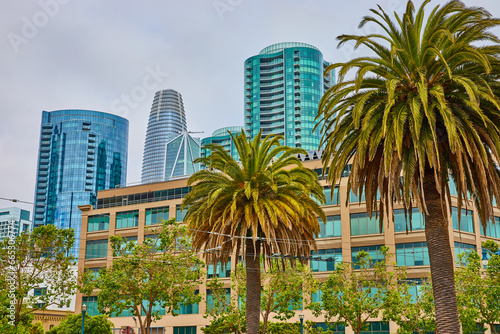 Palm trees framing in electric wires for bus transportation in San Francisco with skyscrapers © Nicholas J. Klein