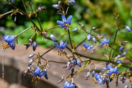 Sydney Australia, native dianella caerulea, also known as the blue flax-lily, blueberry lily, or paroo lily photo