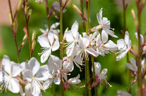 Sydney Australia, white flowers of gaura lindheimeri native to north america photo