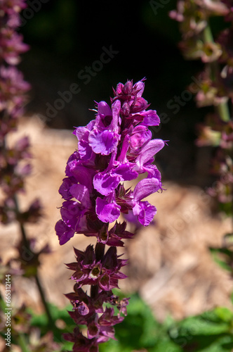 Sydney Australia, magenta flower stem of a salvia plant with blurred background