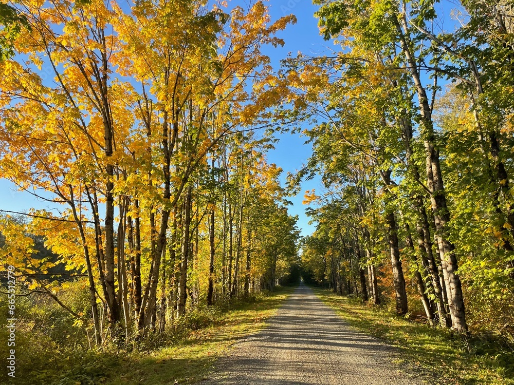 Fall Colors