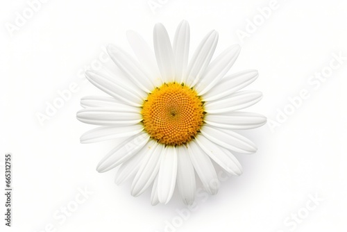 Common daisy isolated on white background. © MdAbdul