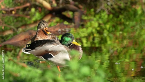 mallard duck with beak