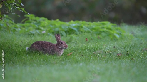 rabbit in the woods
