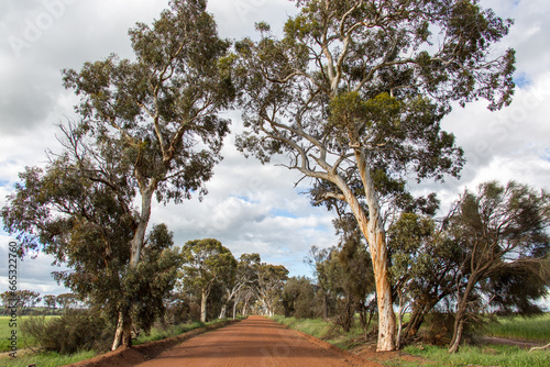 Lonely, unsealed, straight country road photo